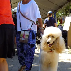 Trails n Tails 2015