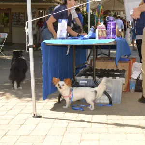 Trails n Tails 2015