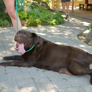 Trails n Tails 2015