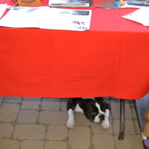 Trails n Tails 2015