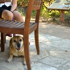 Trails n Tails 2015
