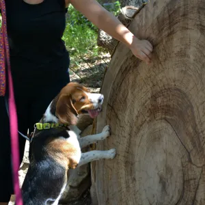 Trails n Tails 2015, redwood round