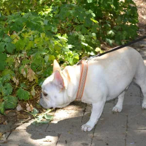 Trails n Tails 2015