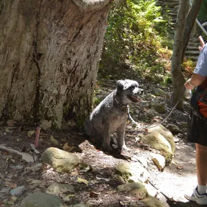 Trails n Tails 2015
