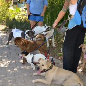 Trails n Tails 2015