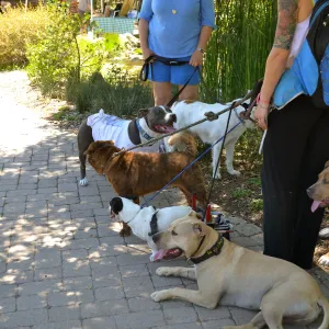 Trails n Tails 2015