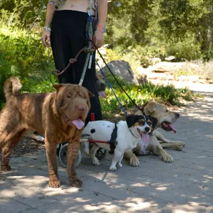 Trails n Tails 2015