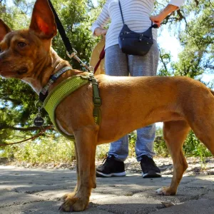 Trails n Tails 2015
