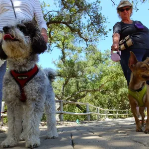 Trails n Tails 2015