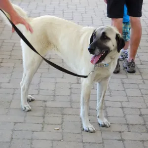 Trails n Tails 2015