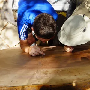 Volunteers counting redwood round rings