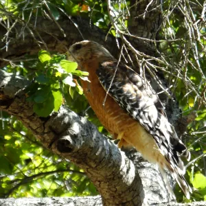 Coopers Hawk in Canyon