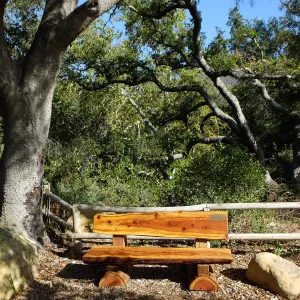 Douglas Poyourow bench shortly after installation