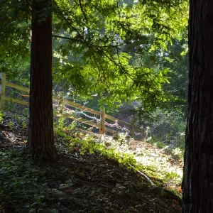 Dormant Dreams Yarn Blast, Redwoods Yarn Walk