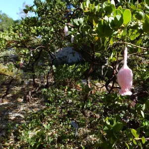 Dormant Dreams Yarn Blast, Off-Season Manzanita Blossoms