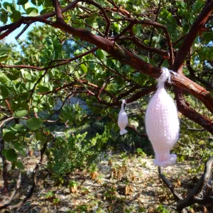 Dormant Dreams Yarn Blast, Off-Season Manzanita Blossoms