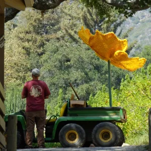 Dormant Dreams Yarn Blast, Giant California Poppy Installation