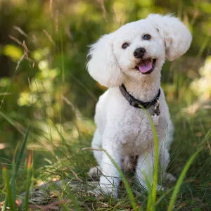 Trails n Tails 2015, dog portrait