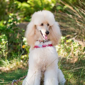 Trails n Tails 2015, dog portrait