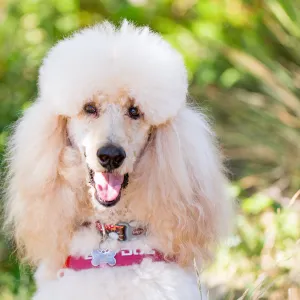 Trails n Tails 2015, dog portrait