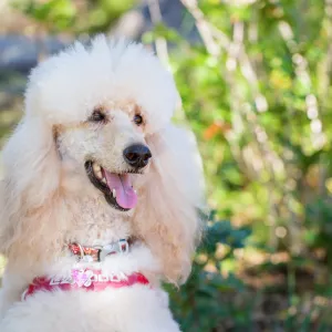 Trails n Tails 2015, dog portrait