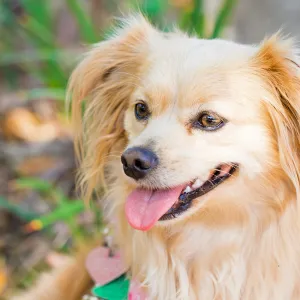 Trails n Tails 2015, dog portrait