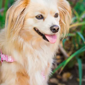 Trails n Tails 2015, dog portrait