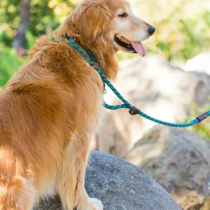 Trails n Tails 2015, dog portrait
