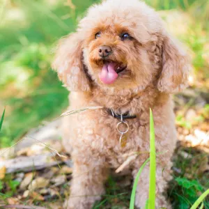 Trails n Tails 2015, dog portrait