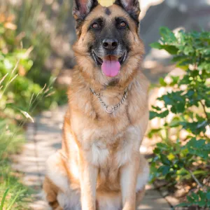 Trails n Tails 2015, dog portrait
