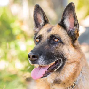 Trails n Tails 2015, dog portrait