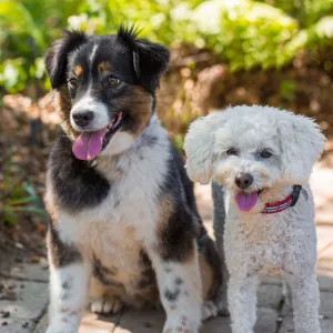 Trails n Tails 2015, dog portrait