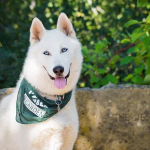 Trails n Tails 2015, dog portrait