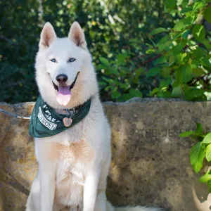 Trails n Tails 2015, dog portrait