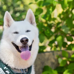 Trails n Tails 2015, dog portrait