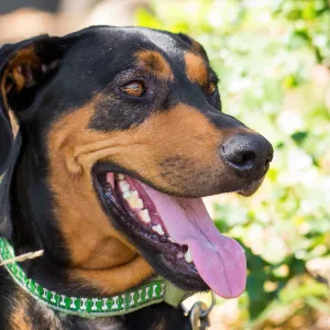 Trails n Tails 2015, dog portrait