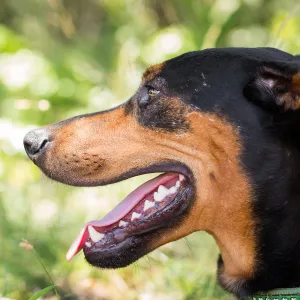 Trails n Tails 2015, dog portrait