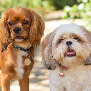 Trails n Tails 2015, dog portrait