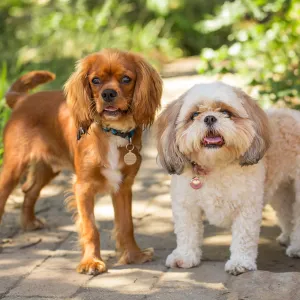 Trails n Tails 2015, dog portrait