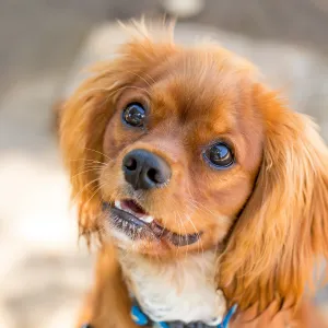 Trails n Tails 2015, dog portrait