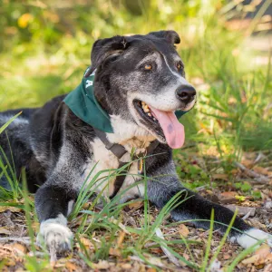 Trails n Tails 2015, dog portrait