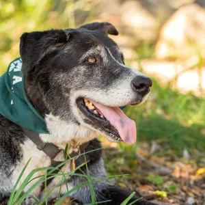 Trails n Tails 2015, dog portrait