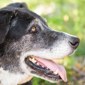 Trails n Tails 2015, dog portrait