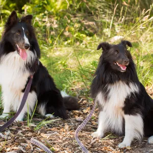Trails n Tails 2015, dog portrait