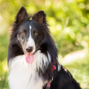 Trails n Tails 2015, dog portrait