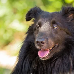 Trails n Tails 2015, dog portrait