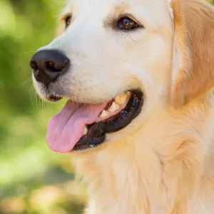 Trails n Tails 2015, dog portrait