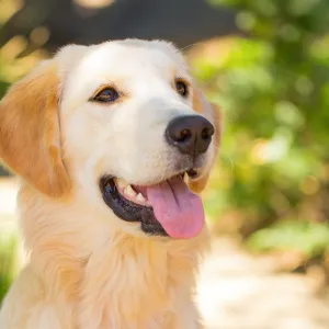 Trails n Tails 2015, dog portrait