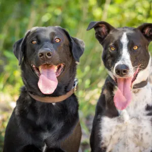 Trails n Tails 2015, dog portrait