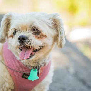 Trails n Tails 2015, dog portrait